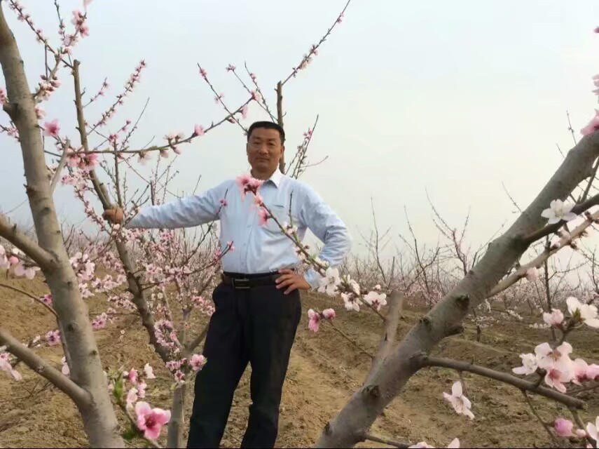桃树怎么种植维护