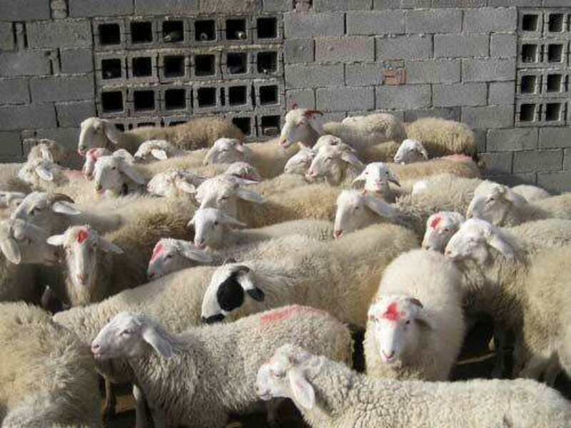 赤峰市绵羊养殖，赤峰市绵羊销售