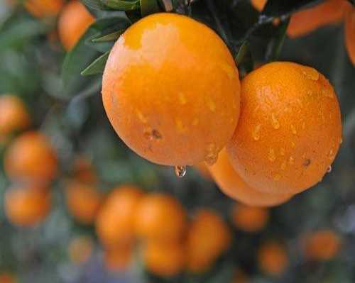 四川爱媛柑橘大量供应-新鲜丑柑-