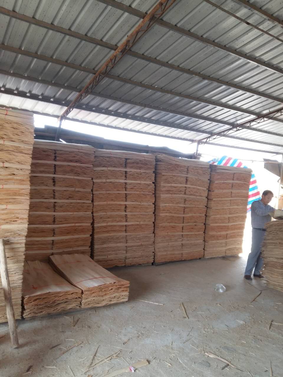 广西鲁安长期供应各种规格的桉木单板，量大价格从优