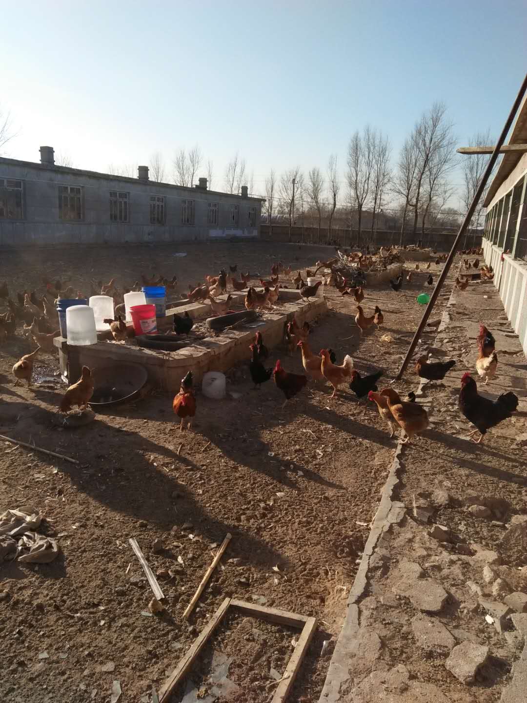 凌海市肉鸡养殖