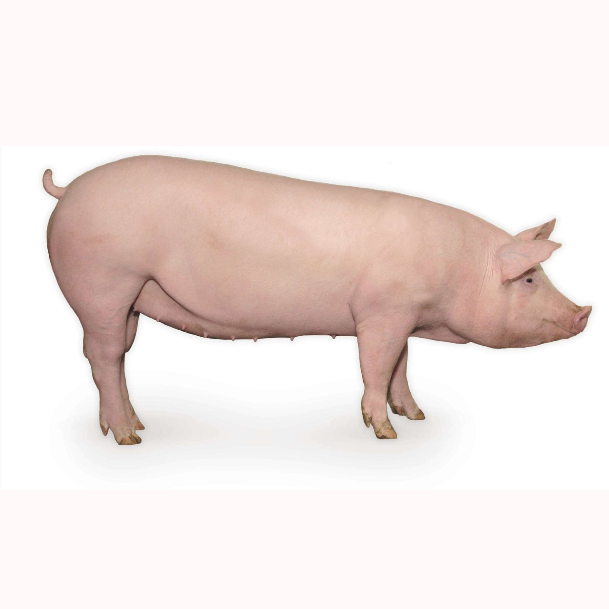 好用的仔猪育肥饲料配方让小猪少生病健康成长