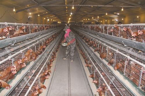 禹城市鸡养殖场_优质鸡肉供应