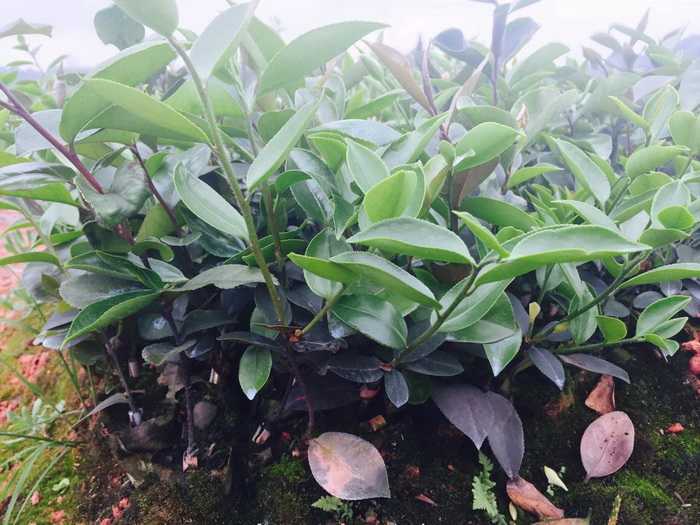 广西油茶种植-江安兴林苗圃-四川油茶