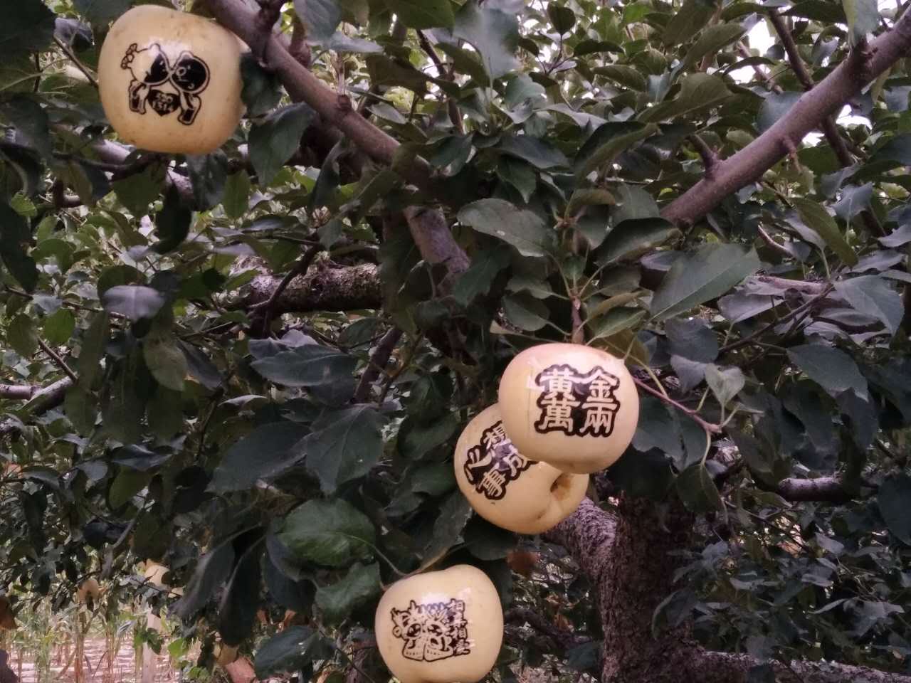 烟台福山苹果的营养价值