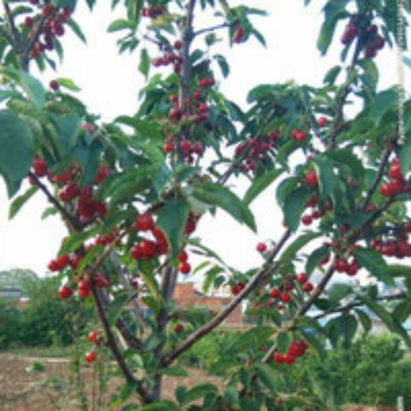 山东青岛樱桃的营养元素含量