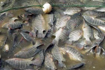 鱼类养殖价格