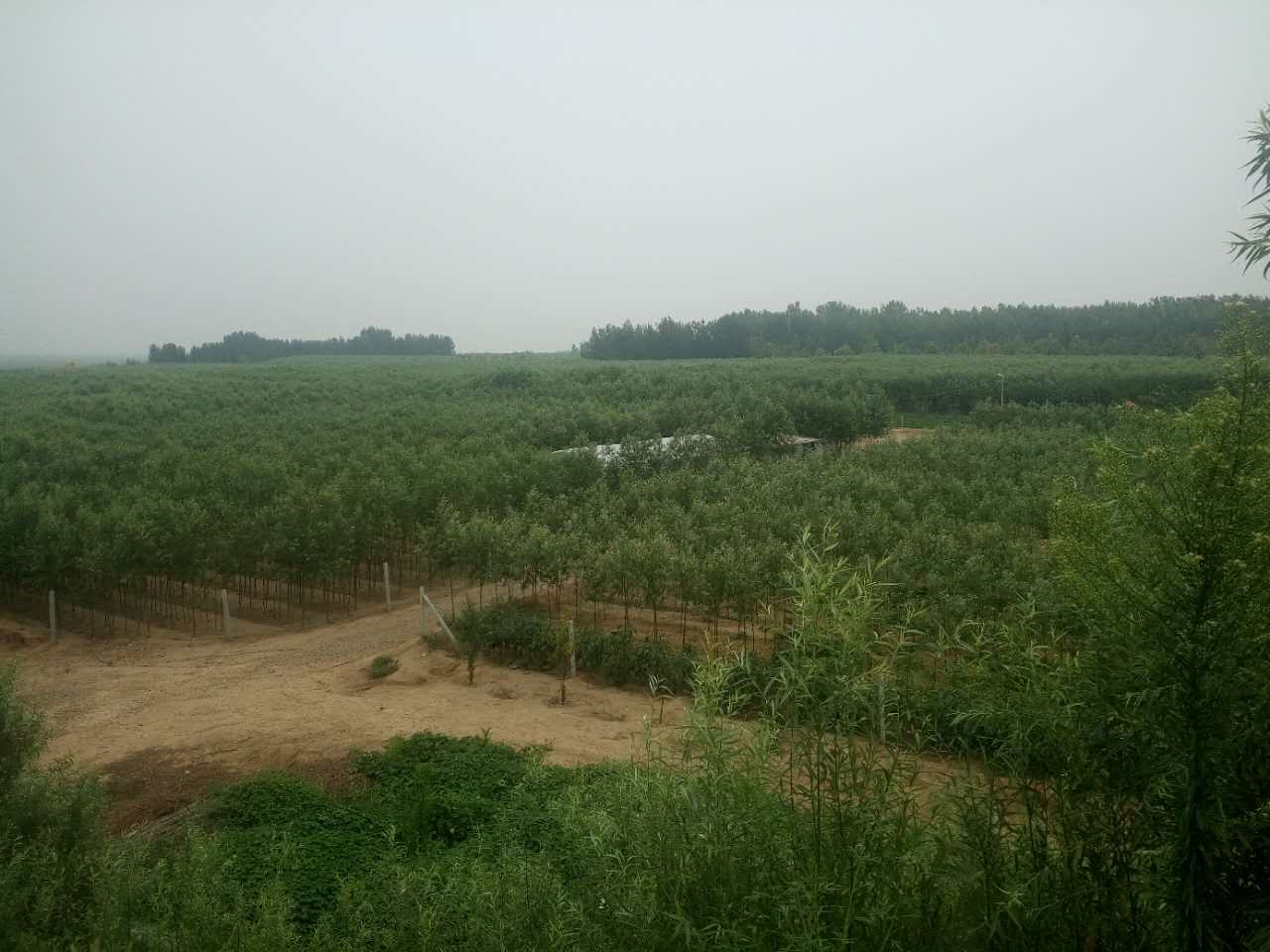 潍坊速生柳种植基地