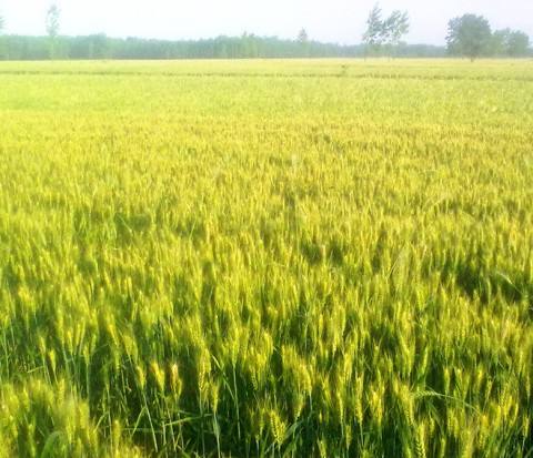 博兴县小麦种植基地