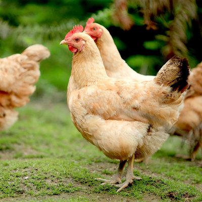 肉鸡怎么催肥 用优农康微生态饲料添加剂
