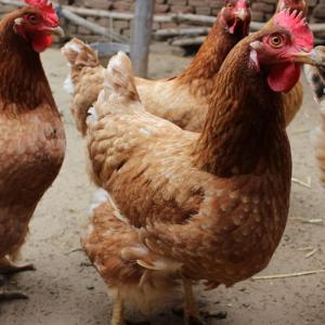 鸡饲料添加剂价格是多少 优农康鸡用微生态饲料添加剂经济实惠