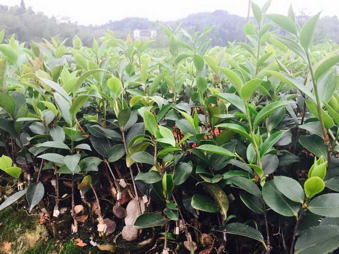 四川油茶,宜宾油茶种植,江安兴林苗圃