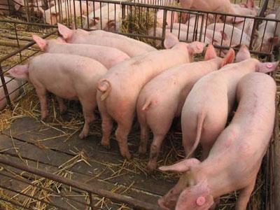 猪育肥的方法很简单 用优农康就知道了