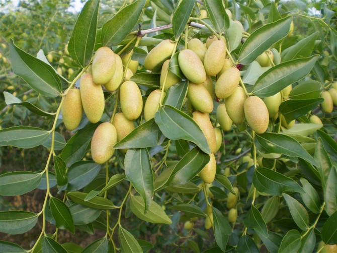 原产地马牙枣树苗-有供应马牙枣苗