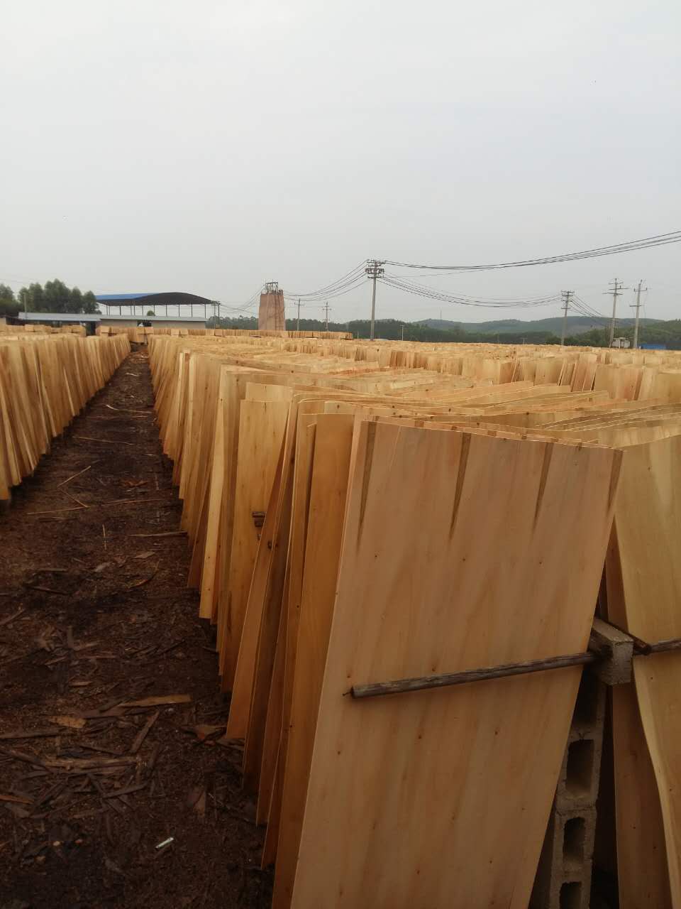 广西鲁安长期销售供应桉木单板，质量保证