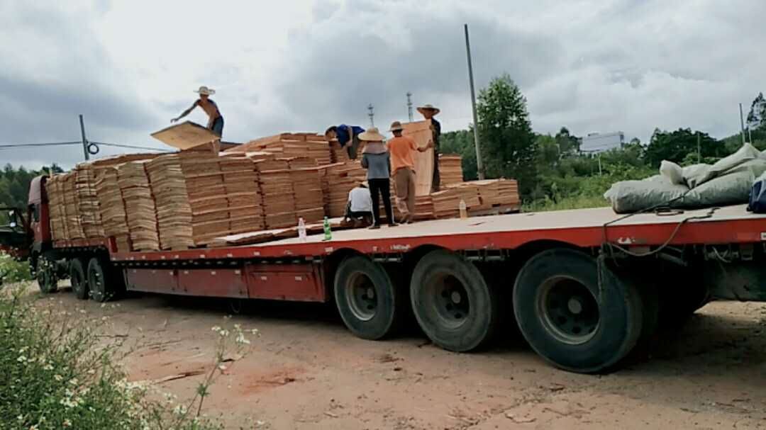 广西鲁安大量供应桉木单板，欢迎选购