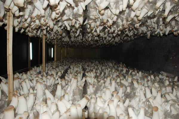 蘑菇网格供应商_热镀锌苗床网价格 麒麟