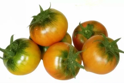 盘锦市番茄种植，盘锦市番茄供应