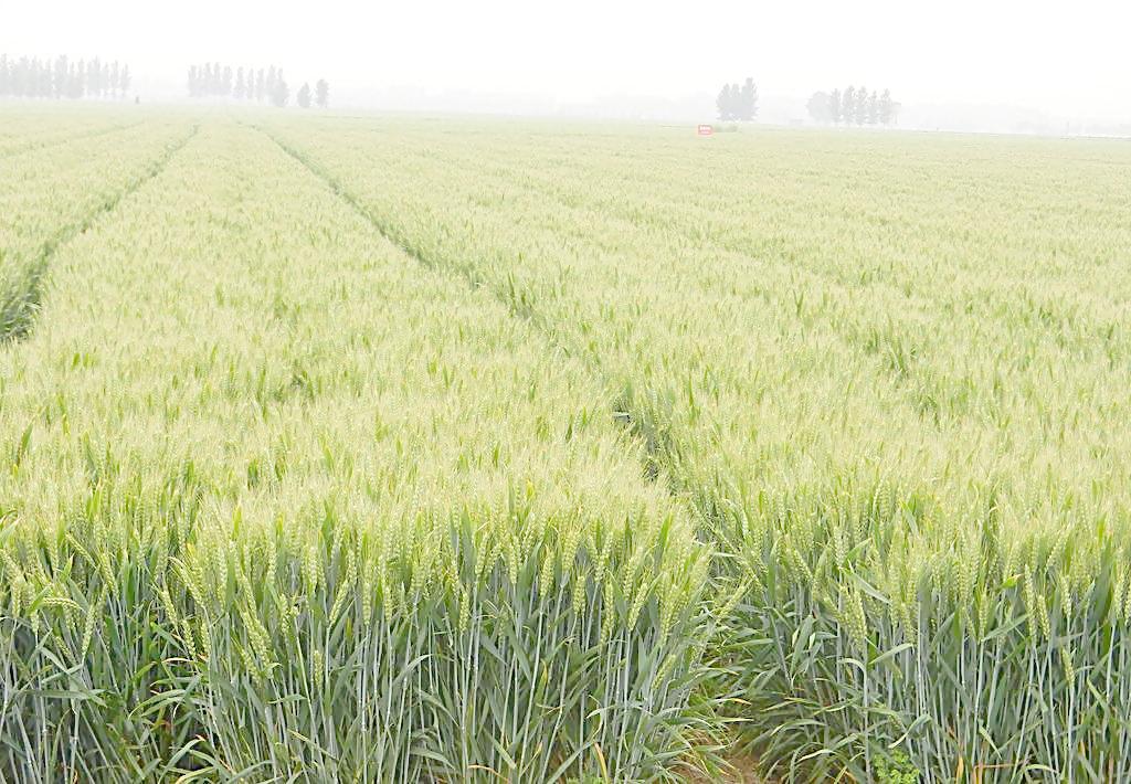 山东招远小麦的营养成分