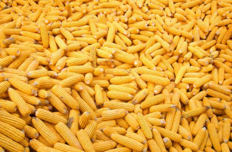 山东招远玉米的营养价值
