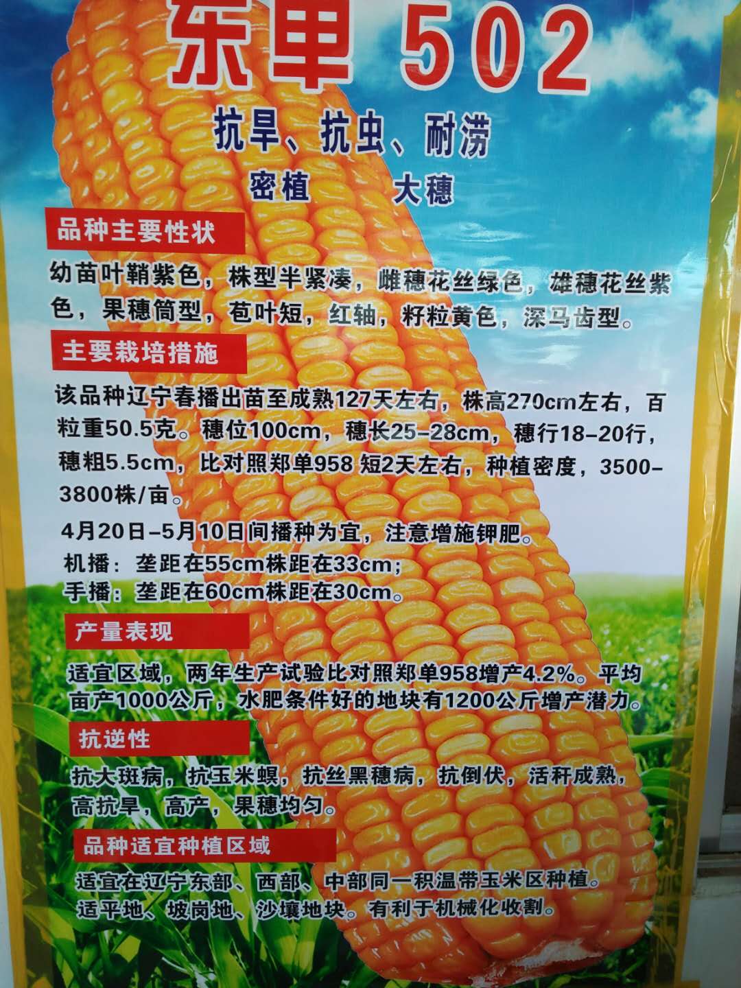 玉米种子 (2)