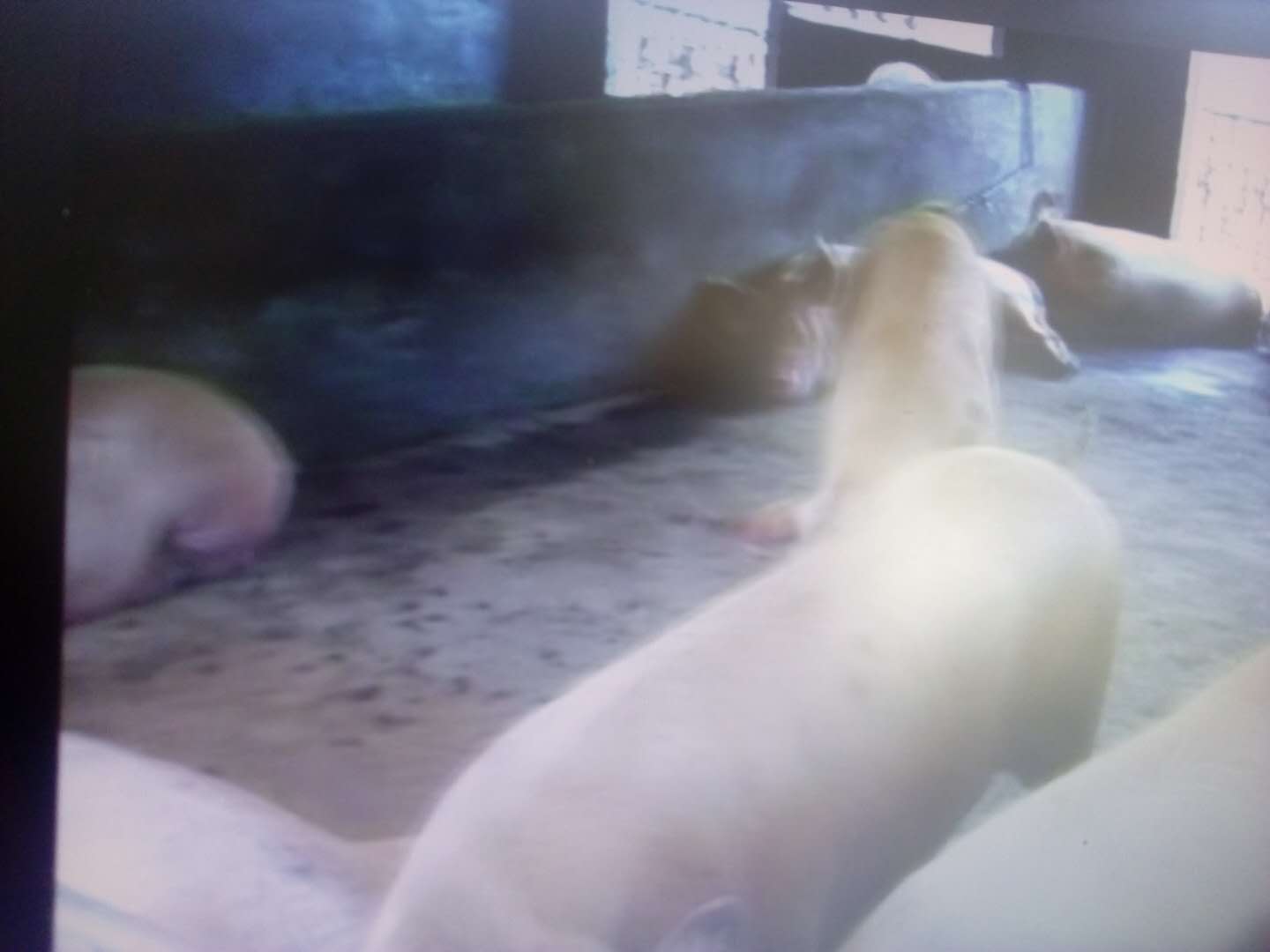 昌图县种母猪销售，昌图县种母猪供应
