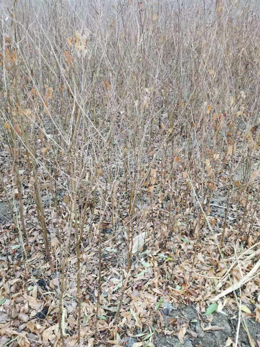 花椒苗 优质花椒苗 大红袍花椒苗