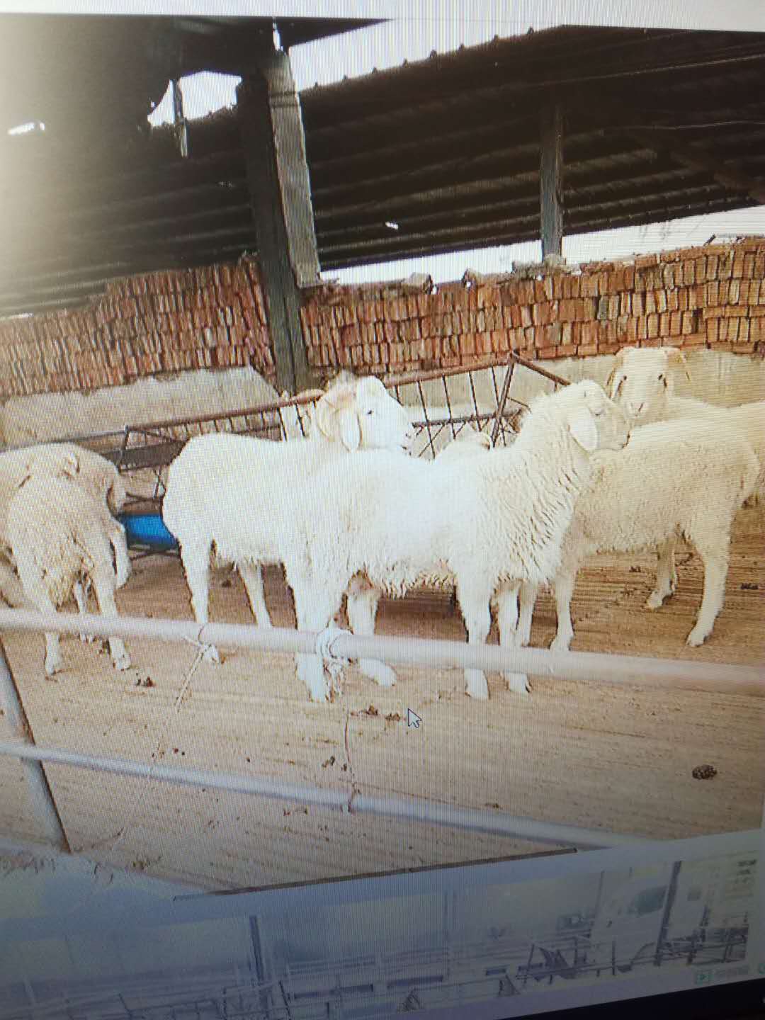 羊的养殖周期是多少