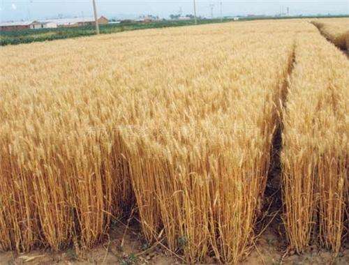 东明县小麦种植基地
