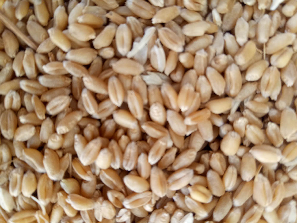 东明县小麦玉米收购