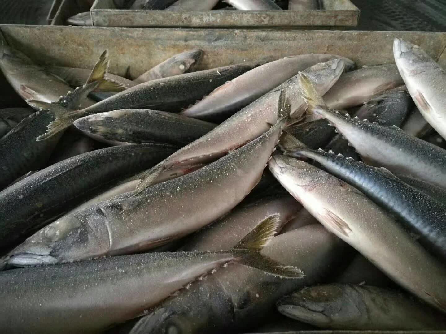 威海荣成鲅鱼的营养分析