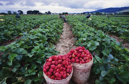 四川草莓,郫县草莓采摘基地,农游天下农业开发