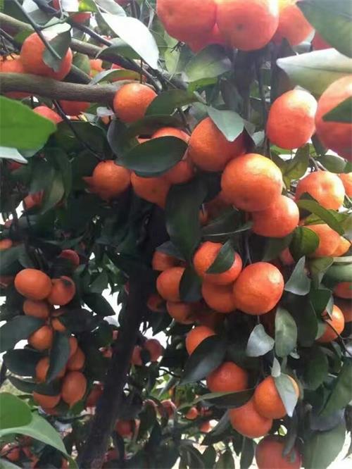 广西新鲜砂糖橘产地直销大量批发应季水果供应