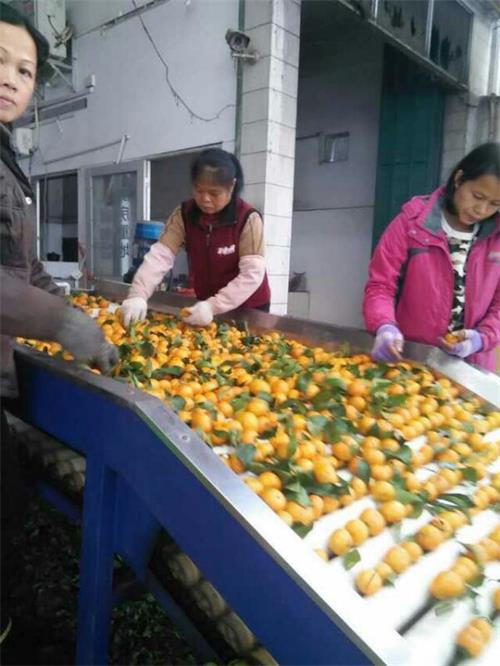 当季砂糖橘子水果招商大量批发产地直销