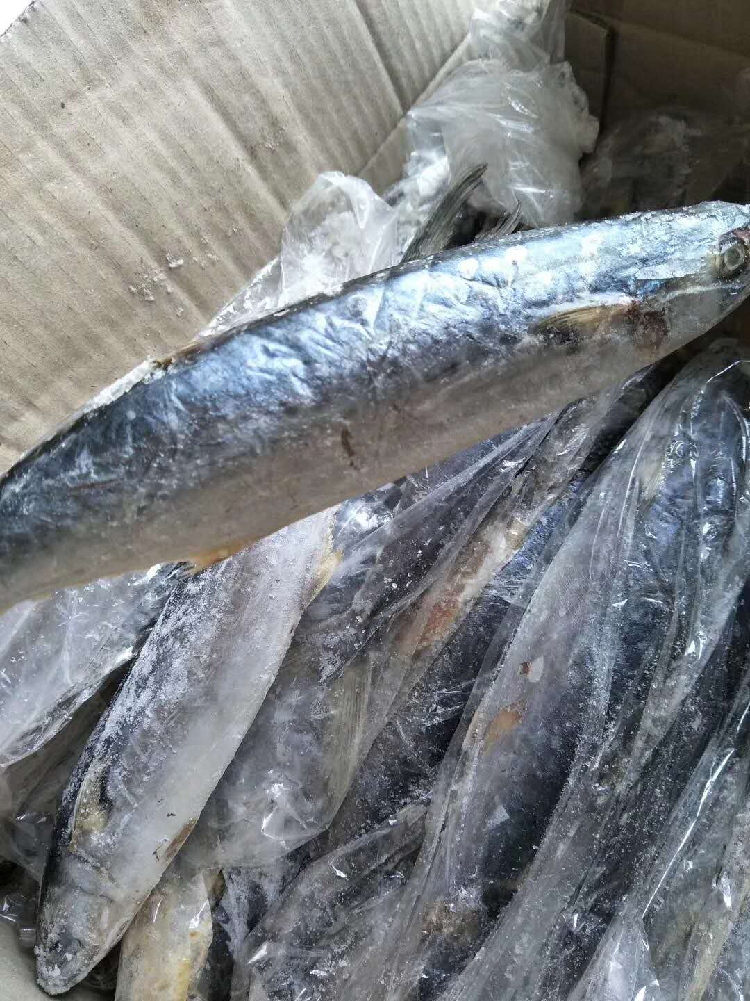 山东莱州鲅鱼的营养价值