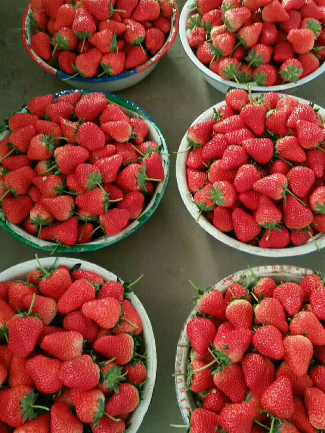 批量供应地草莓苗 无虫害抗病性强优质草莓苗