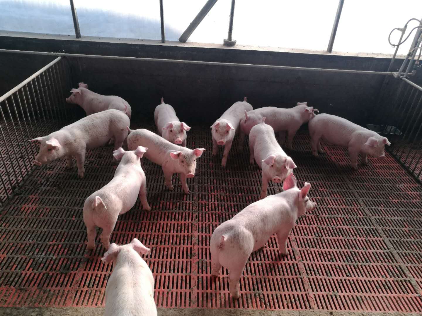 家养猪有什么品种