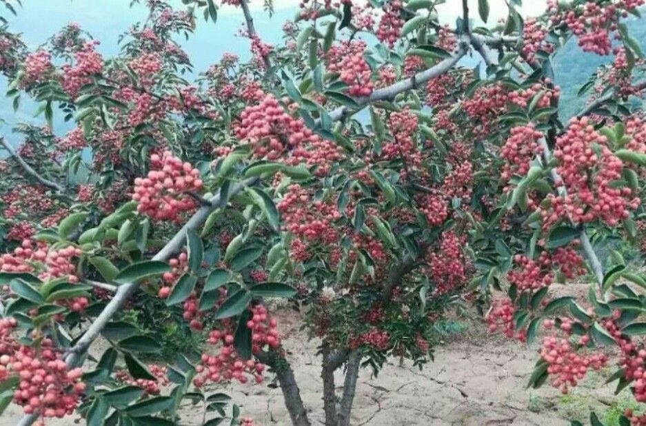 韩城大红袍花椒苗基地 陕西无刺嫁接无刺花椒树苗