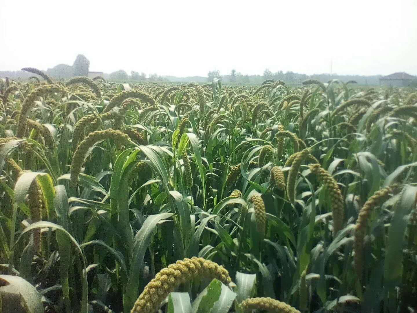单县谷子小麦种植基地