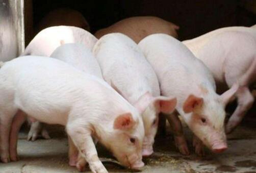 想知道猪吃什么增肥快吗 选择优农康猪用微生态饲料添加剂是正确的选择