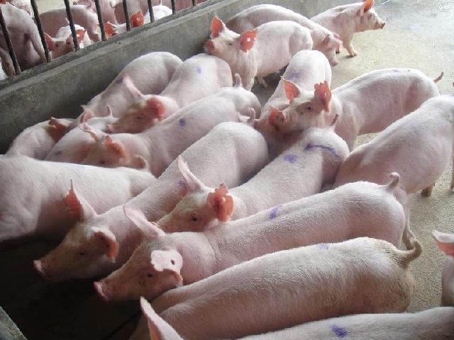 冬季猪如何快速增肥 选择优农康微生态试试
