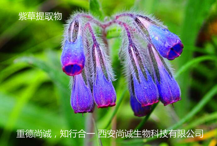 紫草提取物 紫草素10-98