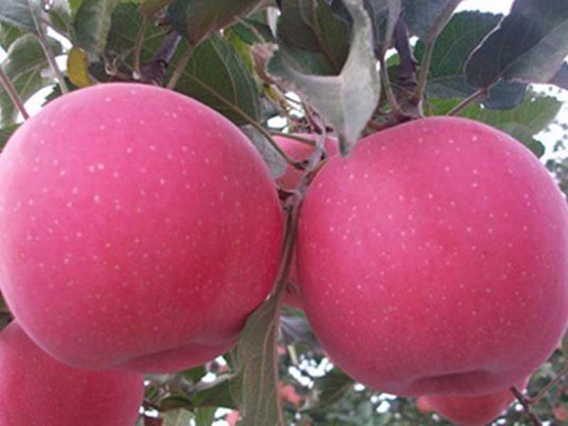 红色之爱苹果苗种植基地|供应山东口碑好的苹果苗