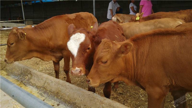 牛犊育肥技术提前出栏 就用优农康饲料添加剂