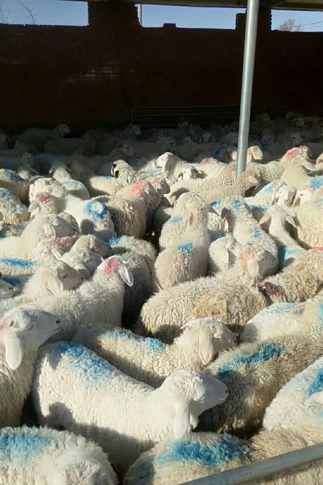 敖汉旗绵羊养殖，敖汉旗绵羊供应
