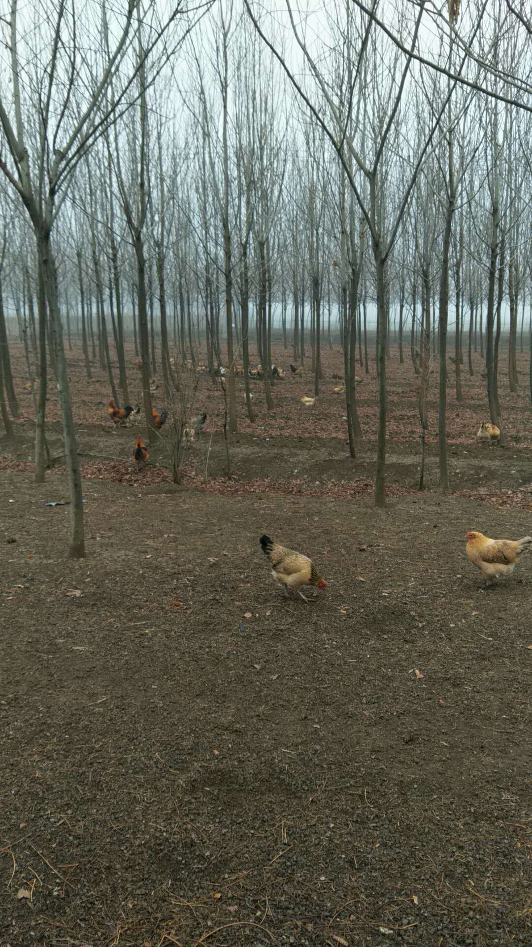 怎样饲养草鸡