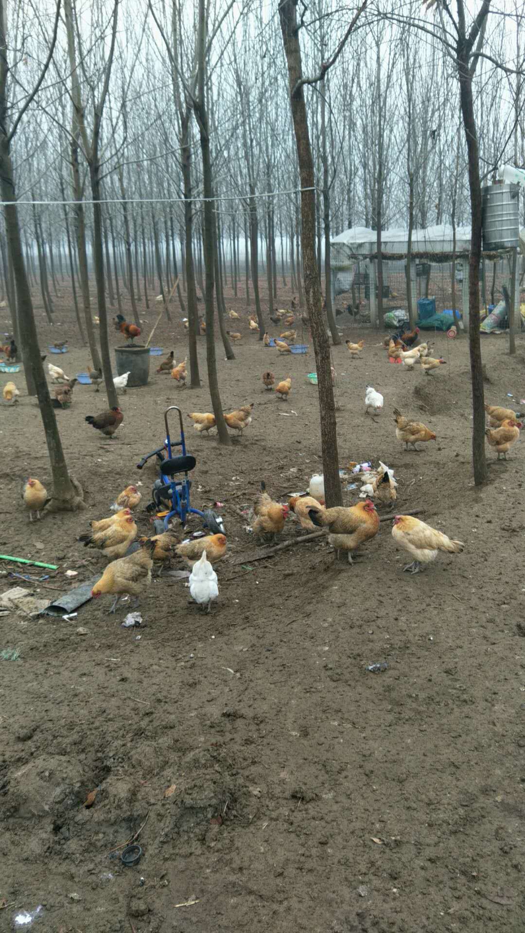 养一只鸡的成本是多少利润是多少
