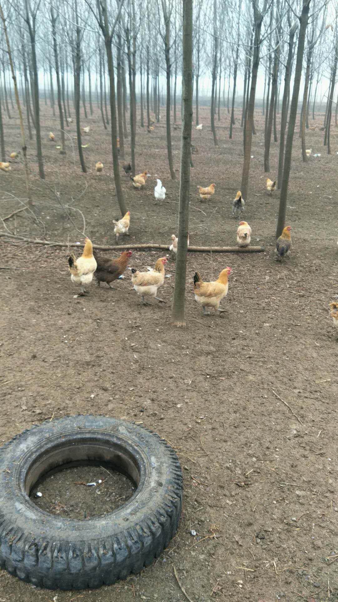 养殖鸡的利润如何