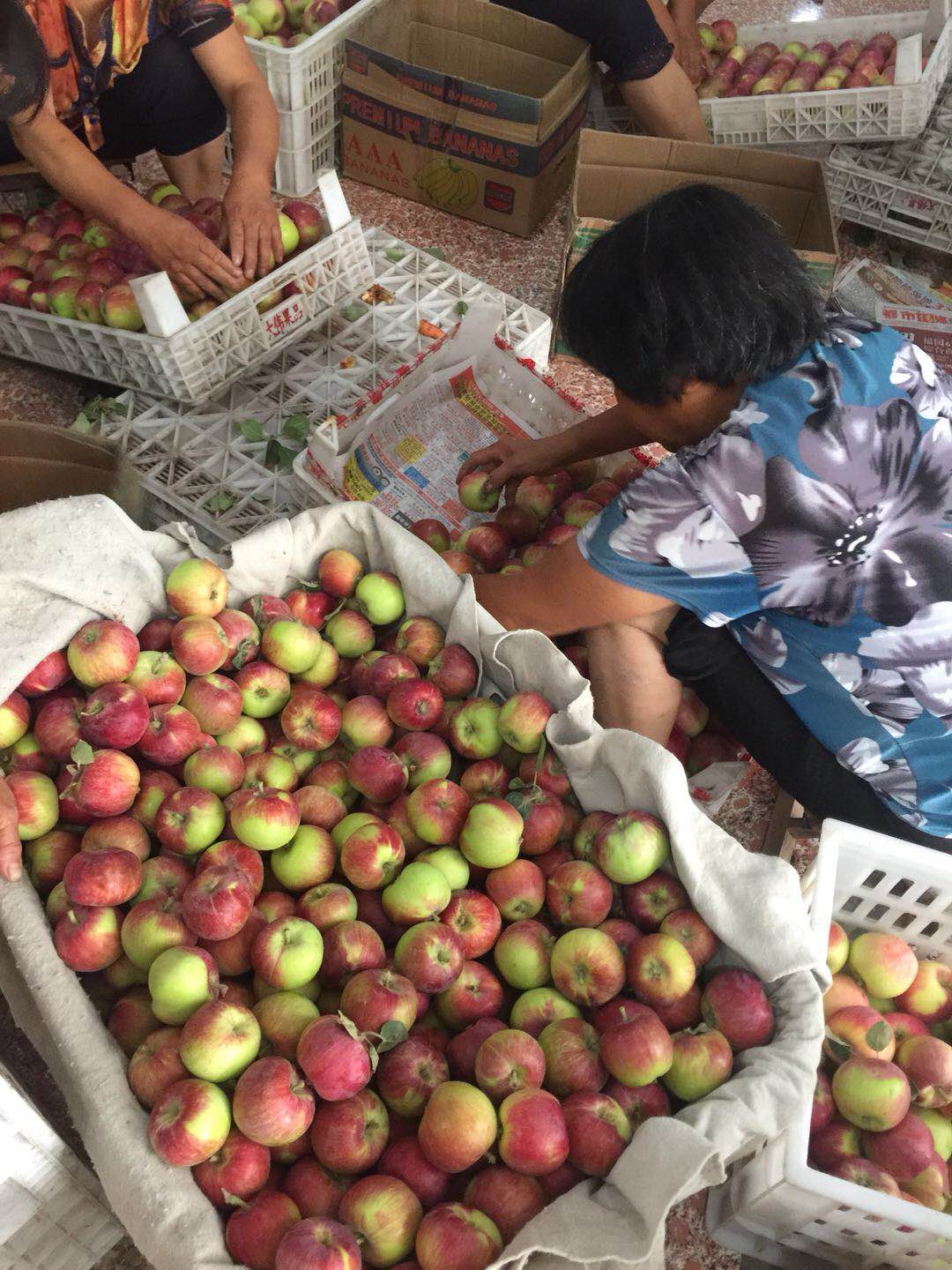 章丘市水寨镇苹果供应批发