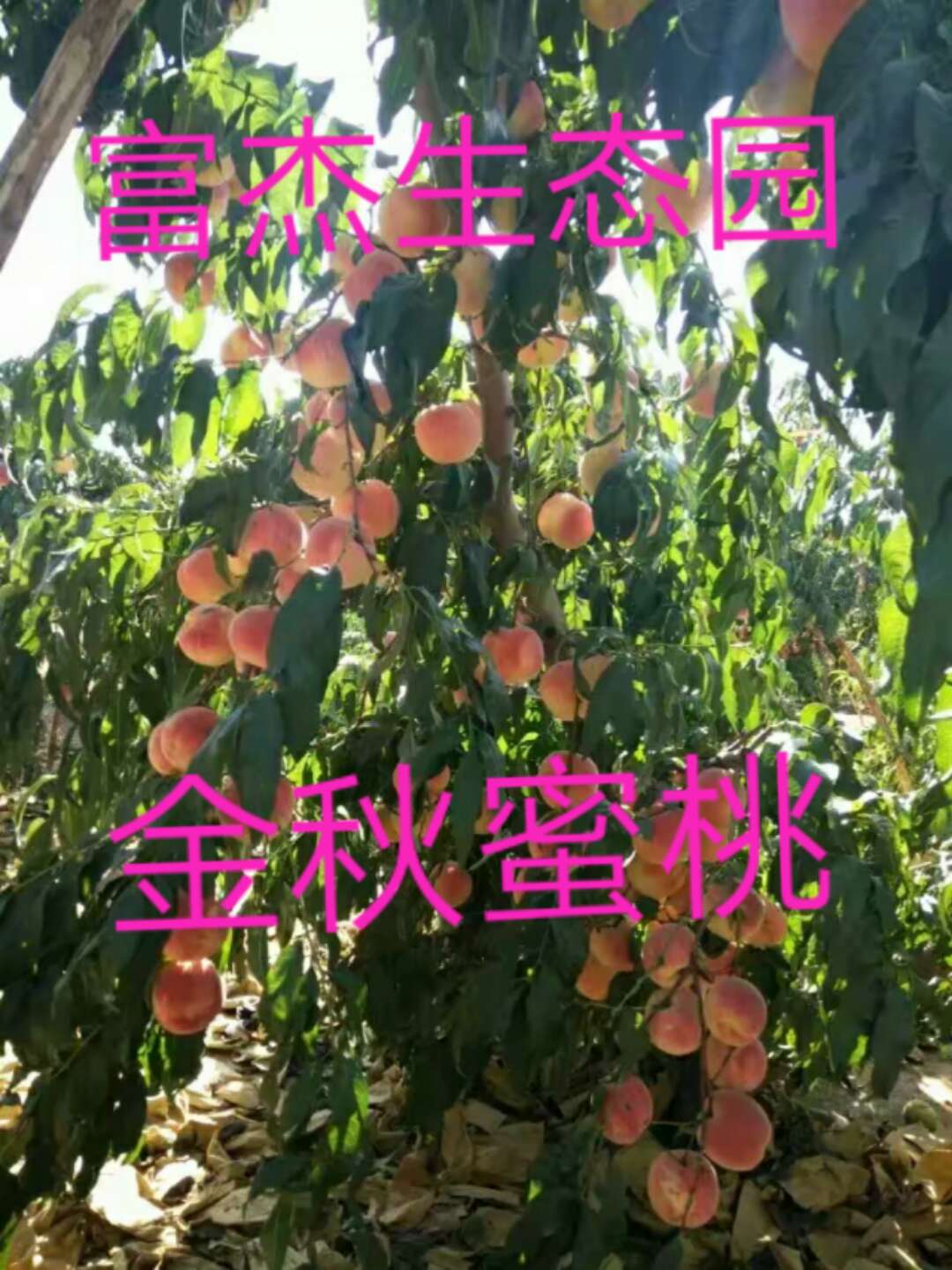 山东莱州蜜桃的营养价值